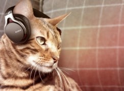 cat headphone