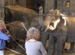 Can elephants conduct?