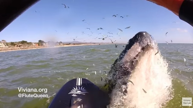 Watch: Flute player summons whale from the depths