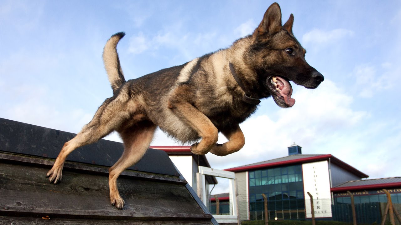Get sniffed! German dogs are used to detect Covid-19 in concertgoers