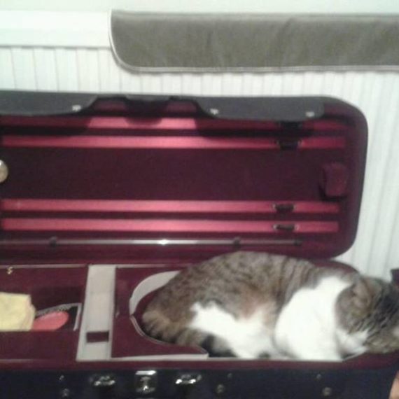 Why 9 out of 10 cats prefer violas Slippedisc