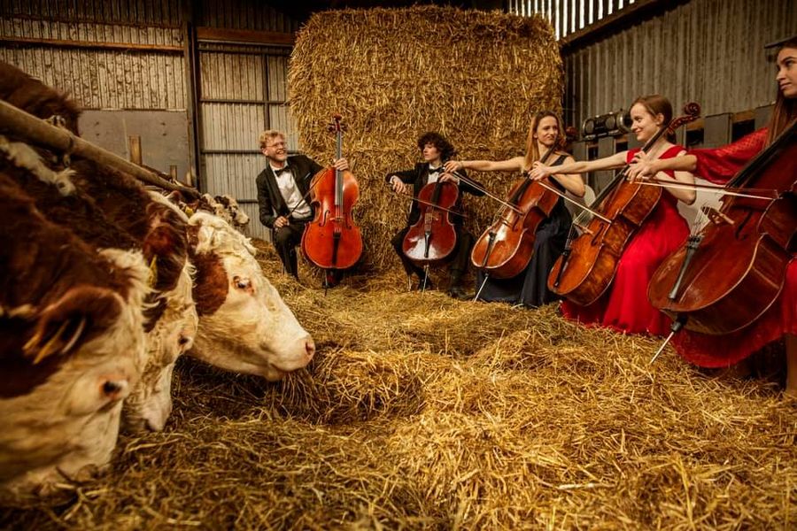 I.1 billion search for cows and cellos