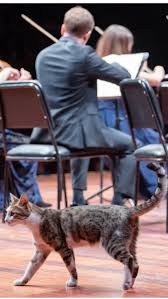 Cat walks through Beethoven’s Pastoral Symphony