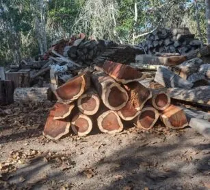 Breaking: Brazil backs down on pernambuco ban